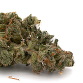 Grape Stank THCa Indoor Flower, a pungent hybrid cannabis strain that encapsulates the epitome of excellence.